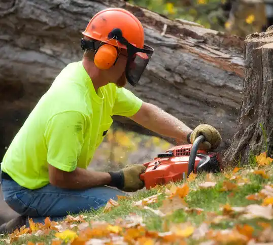 tree services Hanley Hills